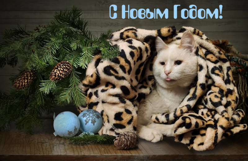 Кошки в нашей жизни. Кошки и все, что с ними связано.