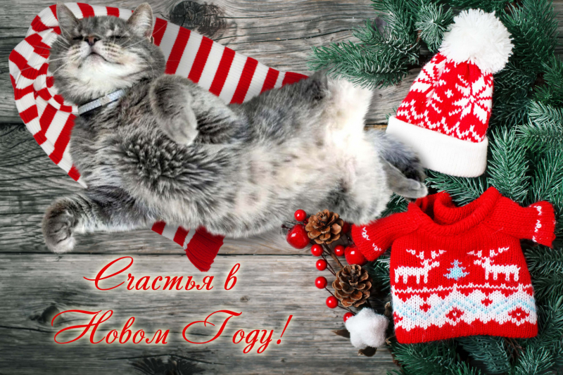 Кошки в нашей жизни. Кошки и все, что с ними связано.