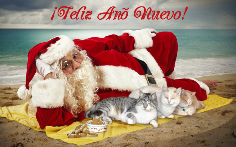 Кошки в нашей жизни. Кошки и все, что с ними связано.