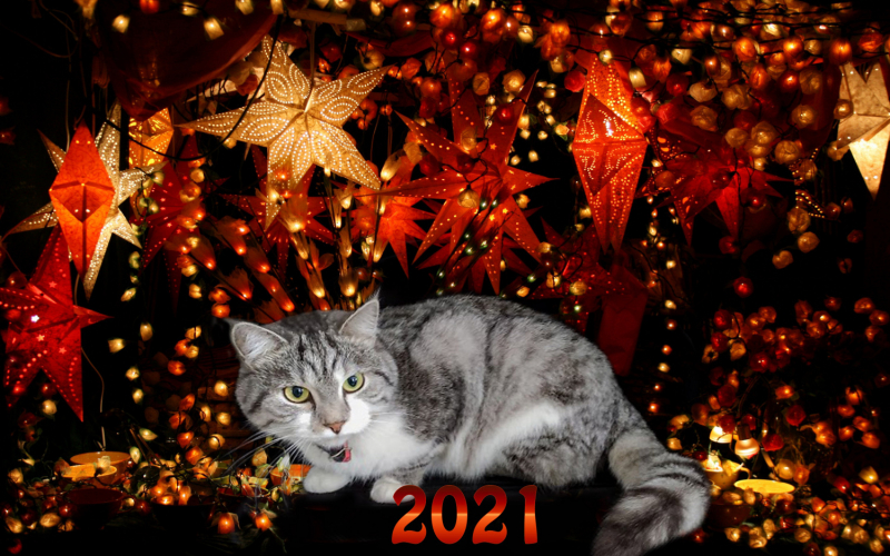 Кошки в нашей жизни. Кошки и все, что с ними связано.