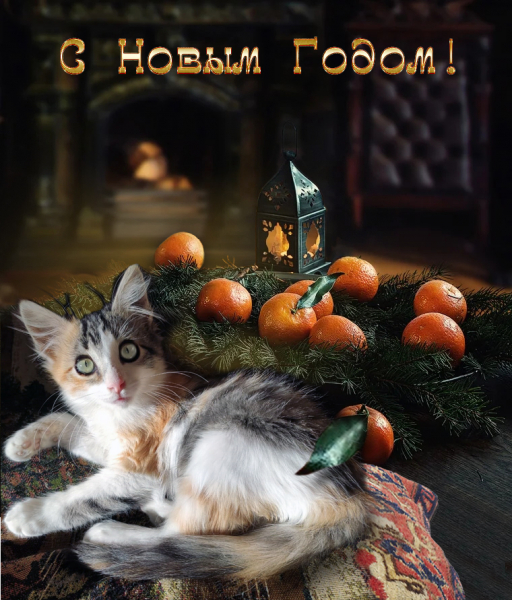 Кошки в нашей жизни. Кошки и все, что с ними связано.