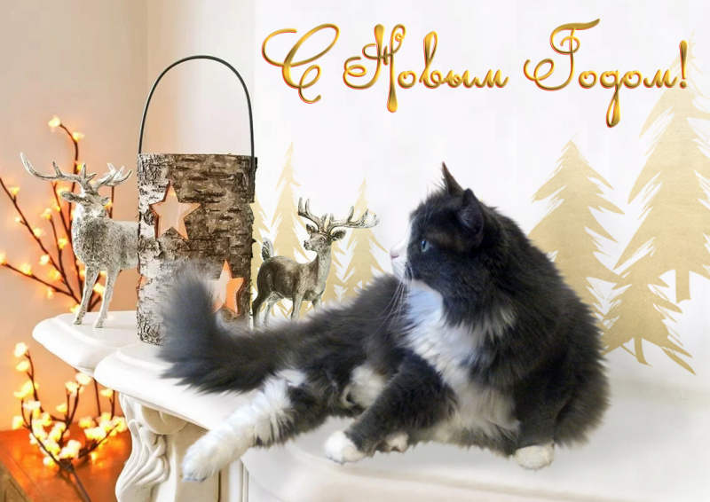 Кошки в нашей жизни. Кошки и все, что с ними связано.