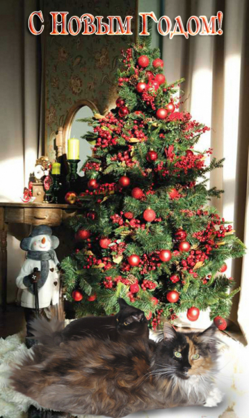 Кошки в нашей жизни. Кошки и все, что с ними связано.