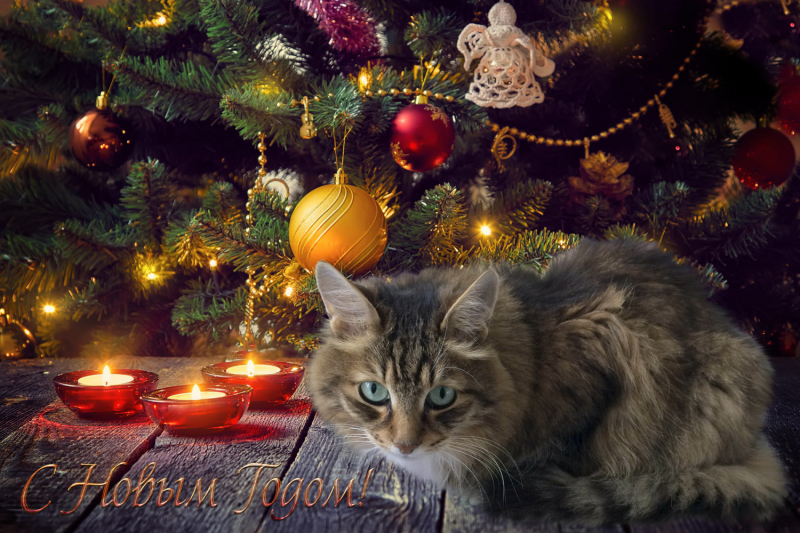 Кошки в нашей жизни. Кошки и все, что с ними связано.