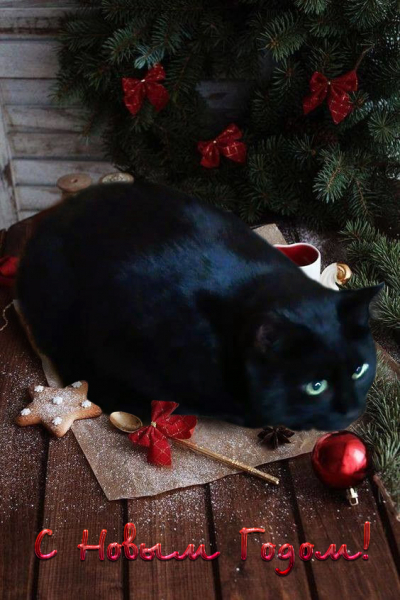 Кошки в нашей жизни. Кошки и все, что с ними связано.