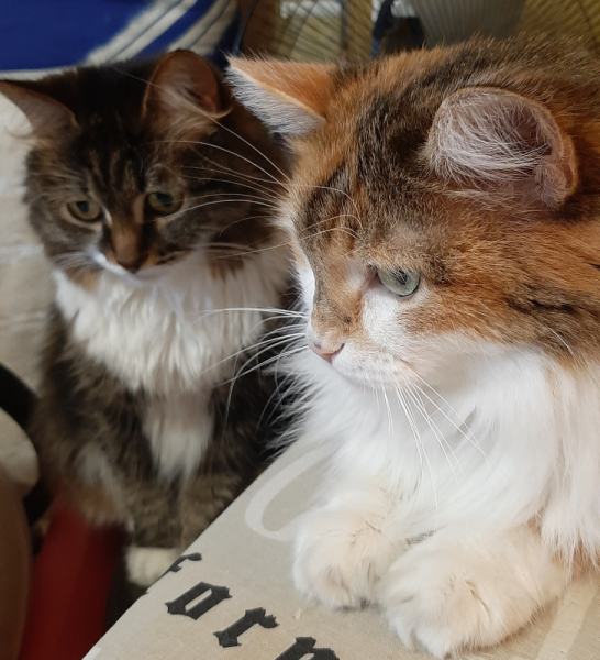 Кошки в нашей жизни. Кошки и все, что с ними связано.