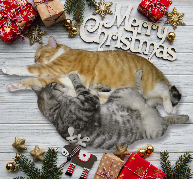 Кошки в нашей жизни. Кошки и все, что с ними связано.