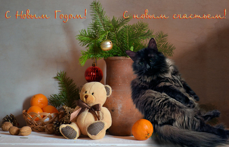 Кошки в нашей жизни. Кошки и все, что с ними связано.