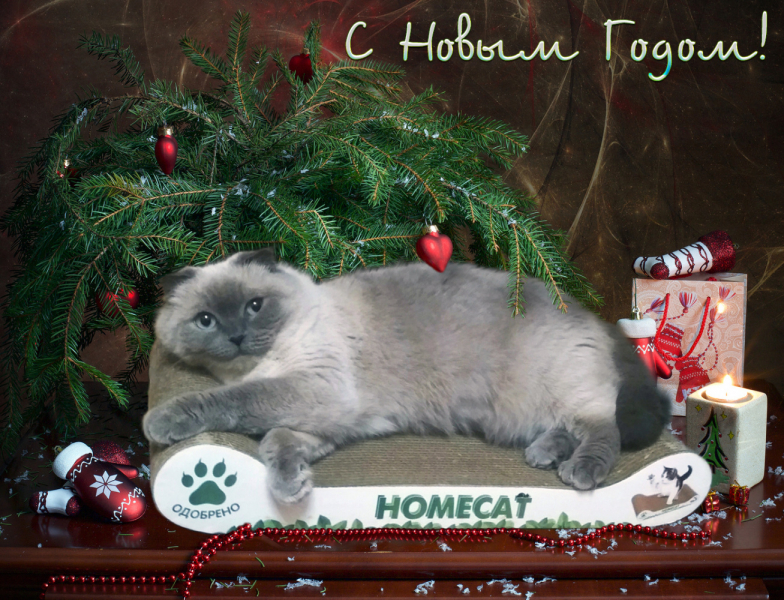 Кошки в нашей жизни. Кошки и все, что с ними связано.