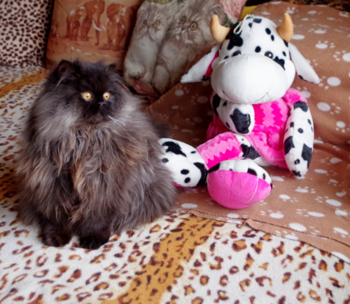 Кошки в нашей жизни. Кошки и все, что с ними связано.