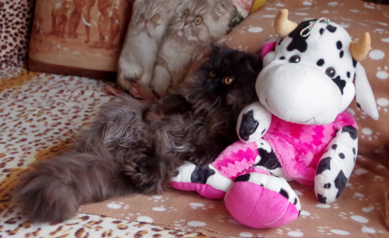 Кошки в нашей жизни. Кошки и все, что с ними связано.