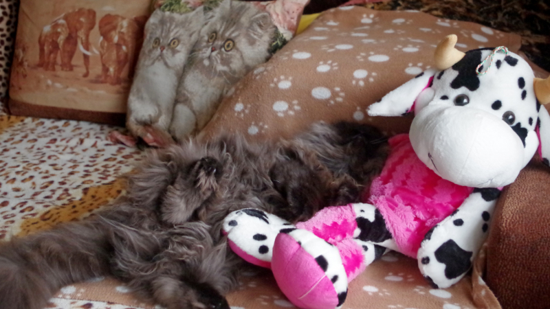 Кошки в нашей жизни. Кошки и все, что с ними связано.