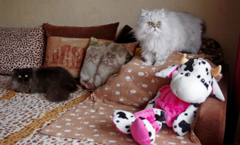 Кошки в нашей жизни. Кошки и все, что с ними связано.