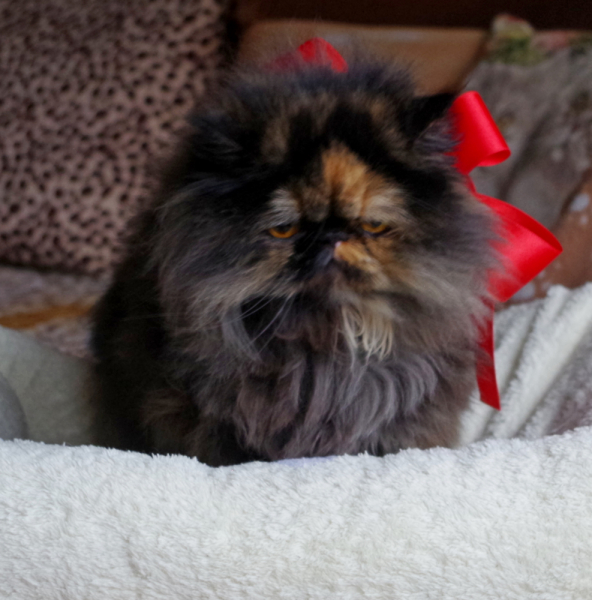 Кошки в нашей жизни. Кошки и все, что с ними связано.