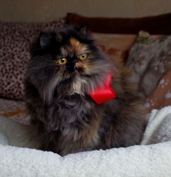 Кошки в нашей жизни. Кошки и все, что с ними связано.