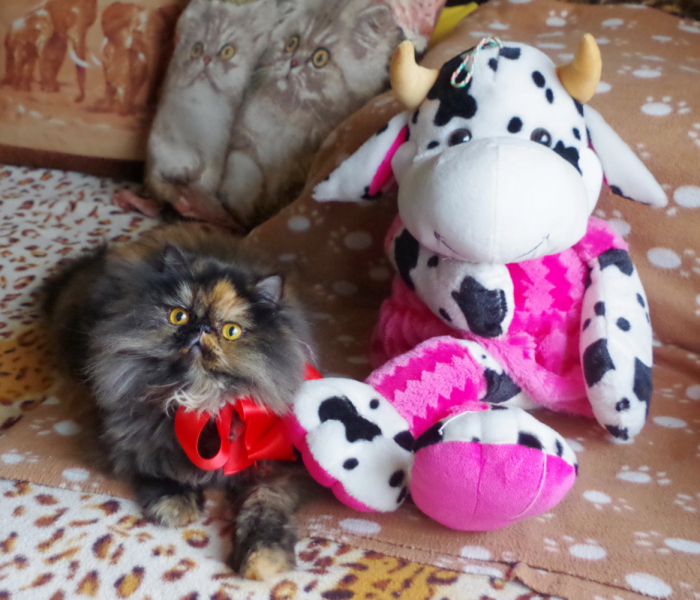 Кошки в нашей жизни. Кошки и все, что с ними связано.