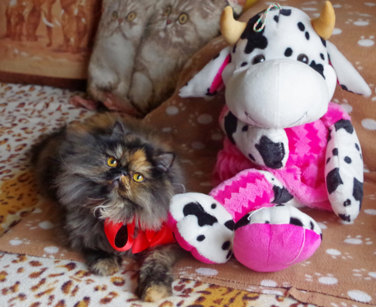 Кошки в нашей жизни. Кошки и все, что с ними связано.