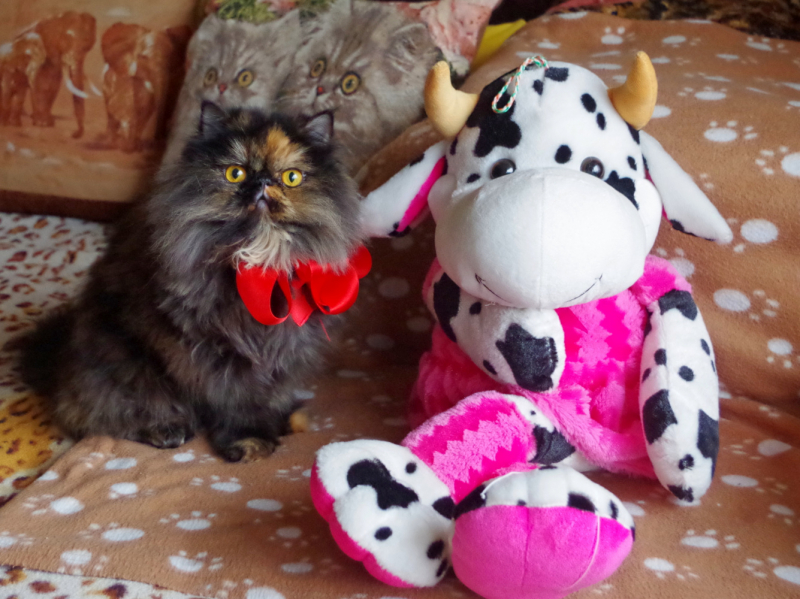 Кошки в нашей жизни. Кошки и все, что с ними связано.