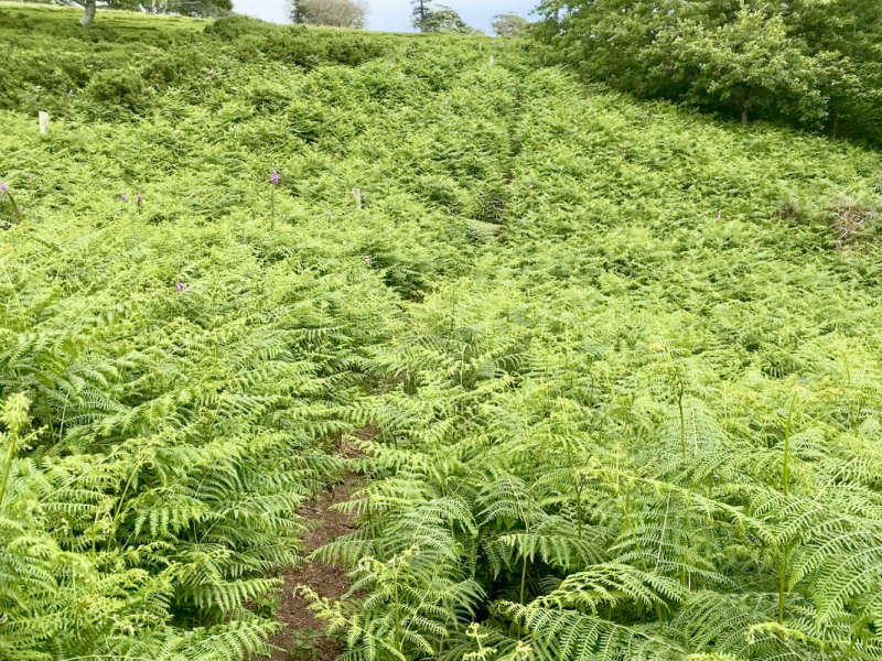 Британский гранд вояж на авто или «Отпуск — это маленькая жизнь»