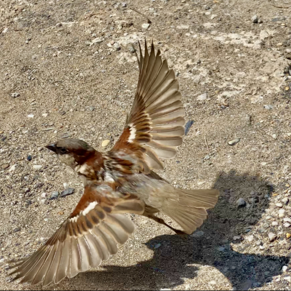 Британский гранд вояж на авто или «Отпуск — это маленькая жизнь»