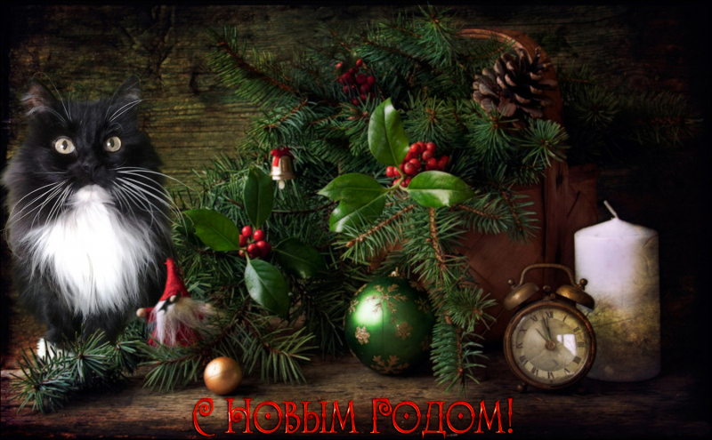 Кошки в нашей жизни. Кошки и все, что с ними связано.