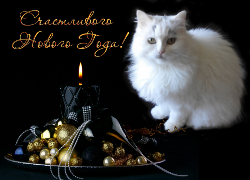 Кошки в нашей жизни. Кошки и все, что с ними связано.