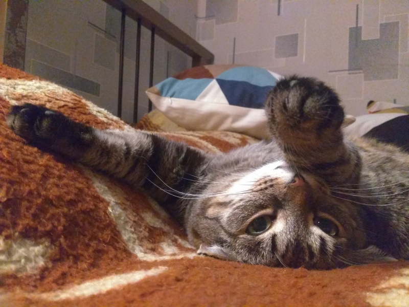 Кошки в нашей жизни. Кошки и все, что с ними связано.