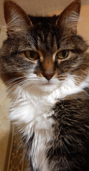 Кошки в нашей жизни. Кошки и все, что с ними связано.