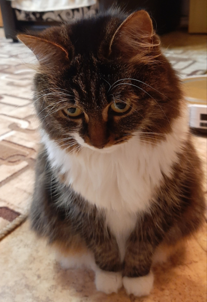 Кошки в нашей жизни. Кошки и все, что с ними связано.