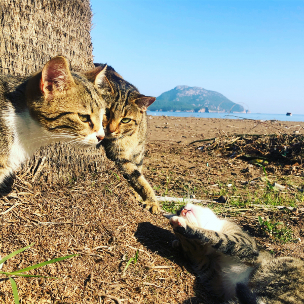 Декабрь 2020. Турция отдых больших желудков и ленивых алкоголиков. Много котов