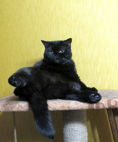 кот