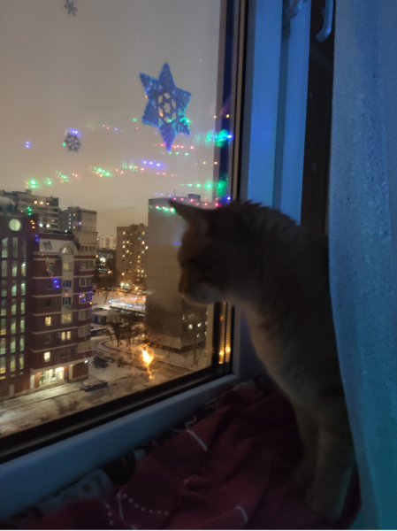 Кошки в нашей жизни. Кошки и все, что с ними связано.