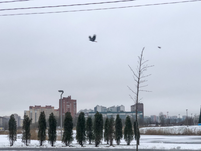 Ветер перемен или Манила заманила.