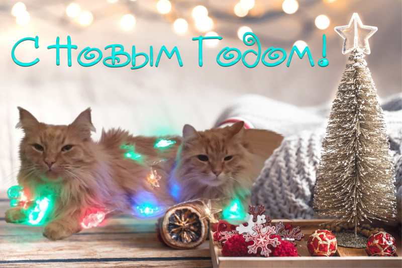 Кошки в нашей жизни. Кошки и все, что с ними связано.