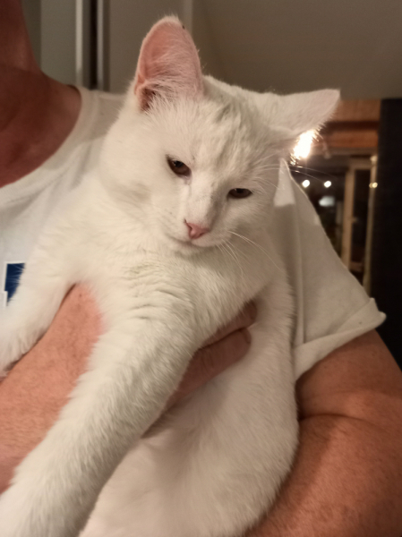 Кошки в нашей жизни. Кошки и все, что с ними связано.