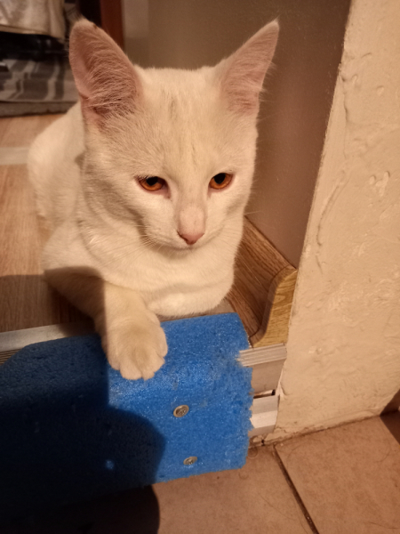 Кошки в нашей жизни. Кошки и все, что с ними связано.