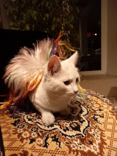 Кошки в нашей жизни. Кошки и все, что с ними связано.