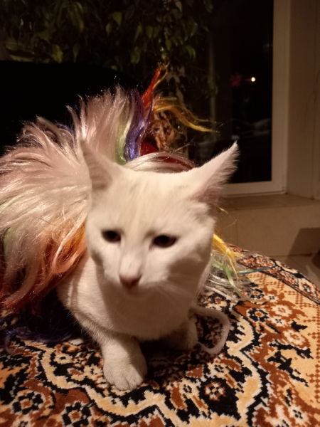 Кошки в нашей жизни. Кошки и все, что с ними связано.