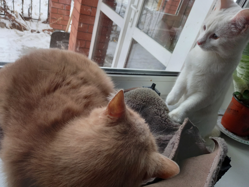 Кошки в нашей жизни. Кошки и все, что с ними связано.