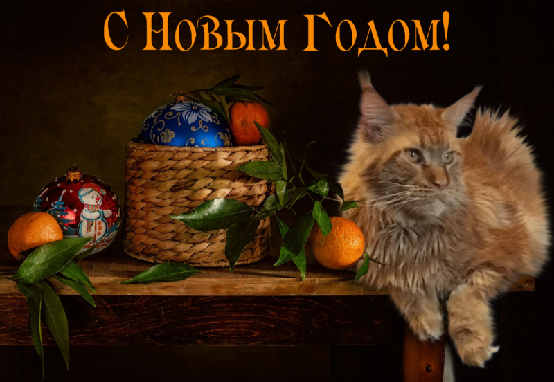 Кошки в нашей жизни. Кошки и все, что с ними связано.