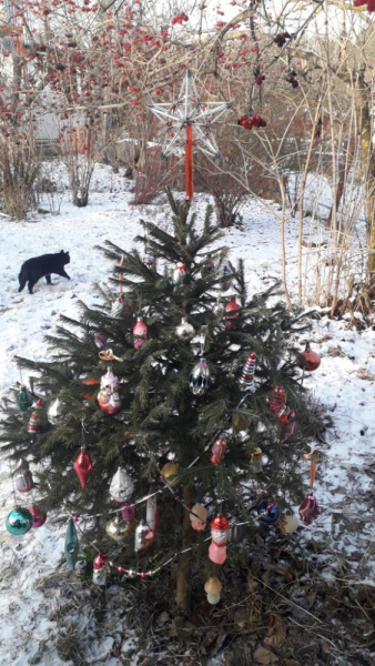 Кошки в нашей жизни. Кошки и все, что с ними связано.