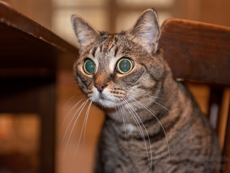 Кошки в нашей жизни. Кошки и все, что с ними связано.