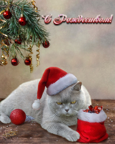 Кошки в нашей жизни. Кошки и все, что с ними связано.