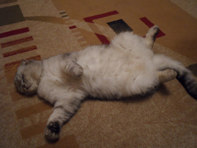 Кошки в нашей жизни. Кошки и все, что с ними связано.