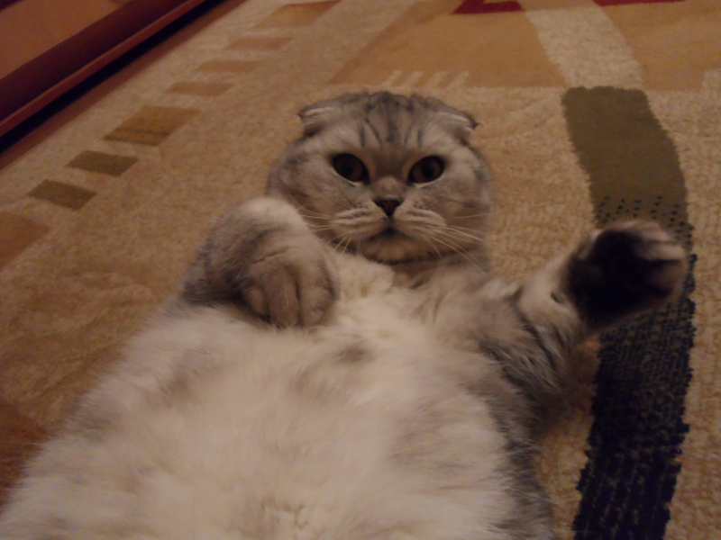 Кошки в нашей жизни. Кошки и все, что с ними связано.