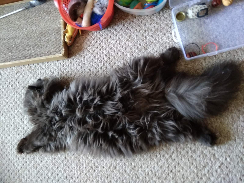 Кошки в нашей жизни. Кошки и все, что с ними связано.