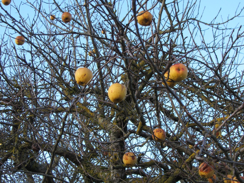 Месяц в Германии. Локдаун. Карантин. Рождество. НГ и прочие мелкие радости жизни.