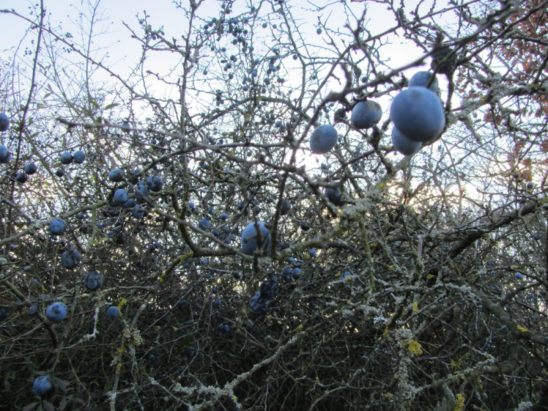 Месяц в Германии. Локдаун. Карантин. Рождество. НГ и прочие мелкие радости жизни.