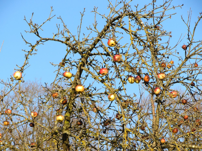 Месяц в Германии. Локдаун. Карантин. Рождество. НГ и прочие мелкие радости жизни.