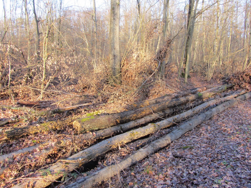 Месяц в Германии. Локдаун. Карантин. Рождество. НГ и прочие мелкие радости жизни.